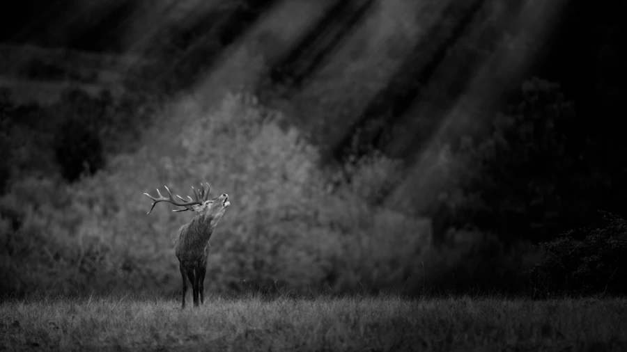 Photo of a red deer stag in lowkey during the rut of the deer.