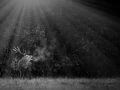 Photo of a red deer stag in lowkey during the rut of the deer.