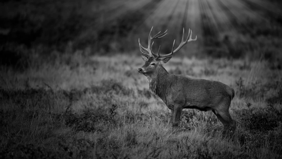 Photo of a red deer stag in lowkey during the rut of the deer.