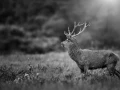 Photo of a red deer stag in lowkey during the rut of the deer.