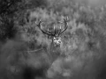 Photo of a red deer stag in lowkey during the rut of the deer.
