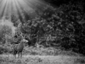 Photo of a red deer stag in lowkey during the rut of the deer.
