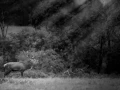 Photo of a red deer stag in lowkey during the rut of the deer.