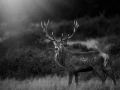 Photo of a red deer stag in lowkey during the rut of the deer.