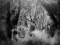Photo of a red deer stag in lowkey during the rut of the deer.