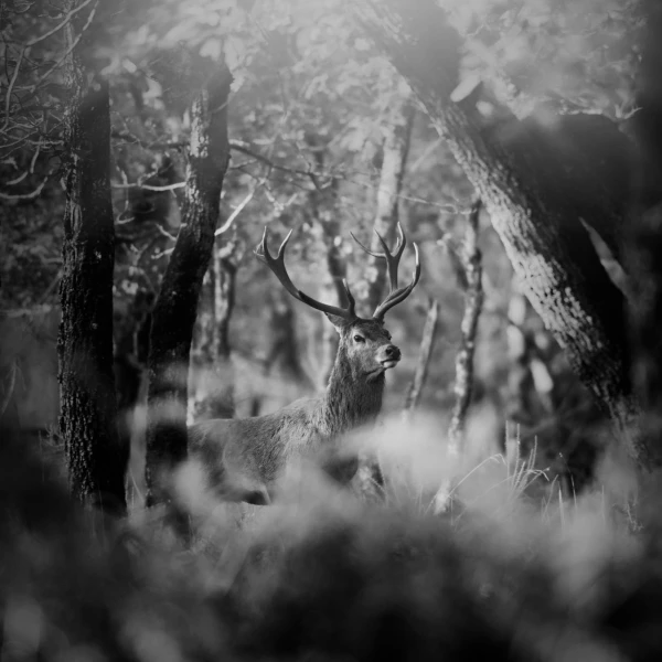 Photo of a red deer stag in lowkey during the rut of the deer.