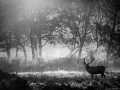Photo of a red deer stag in lowkey during the rut of the deer.