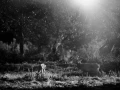 Photo of a red deer stag in lowkey during the rut of the deer.