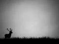 Photo of a red deer stag in silhouette during the rut of the deer.