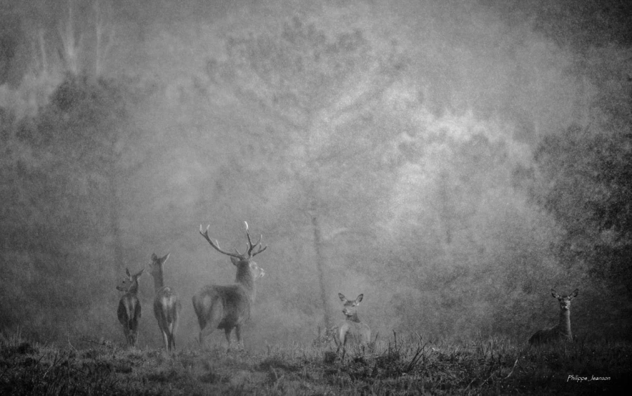 601 brame du cerf 2020 photo de philippe j