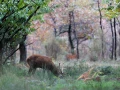 603 brame du cerf 2020 photo de philippe j