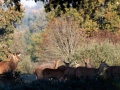 604 brame du cerf 2020 photo de philippe j
