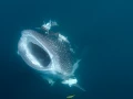 01 underwater bottoms mer de cortez amar guillen photographer