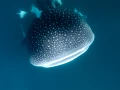 03 underwater bottoms mer de cortez amar guillen photographer