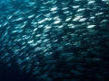 04 underwater bottoms mer de cortez amar guillen photographer