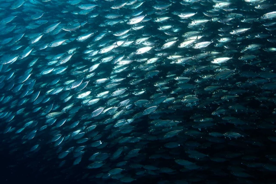 04 underwater bottoms mer de cortez amar guillen photographer