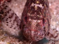 09 underwater bottoms mer de cortez amar guillen photographer