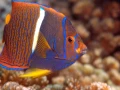 10 fonds marin mer de cortez amar guillen photographe