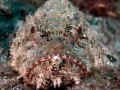 11 fonds marin mer de cortez amar guillen photographe