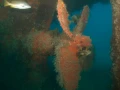 12 underwater bottoms mer de cortez amar guillen photographer