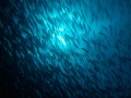 13 underwater bottoms mer de cortez amar guillen photographer