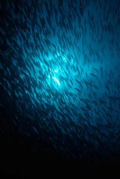 13 underwater bottoms mer de cortez amar guillen photographer