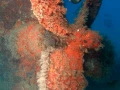 14 fonds marin mer de cortez amar guillen photographe