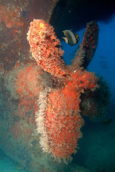 14 fonds marin mer de cortez amar guillen photographe