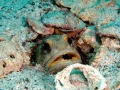17 fonds marin mer de cortez amar guillen photographe