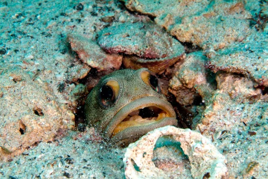 17 underwater bottoms mer de cortez amar guillen photographer