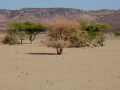 Paysage de Lac Abbé à Djibouti.