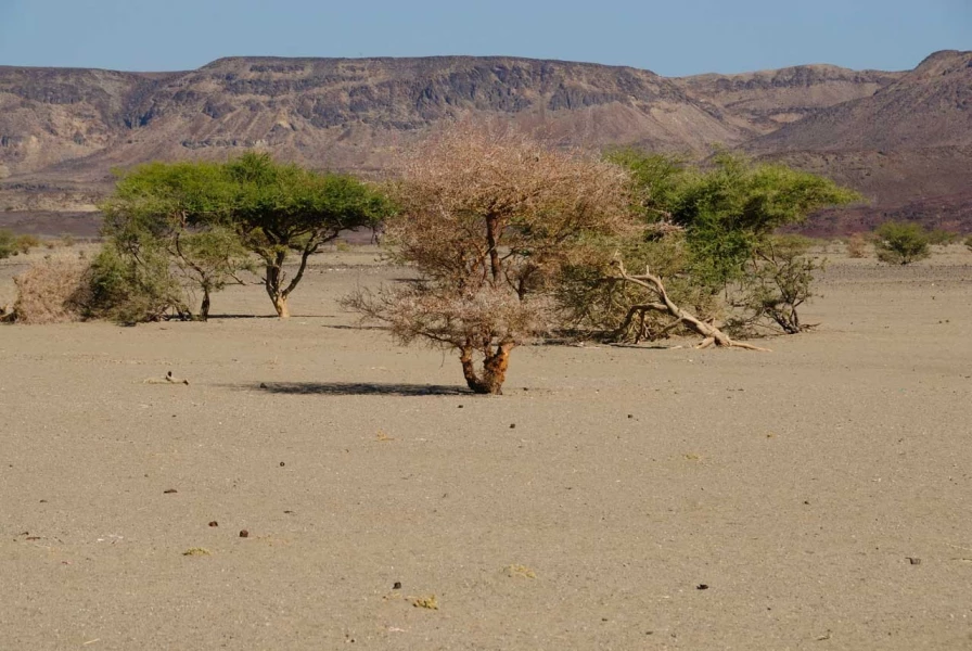 Paysage de Lac Abbé à Djibouti.