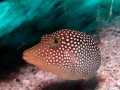 18 underwater bottoms mer de cortez amar guillen photographer