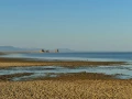 Paysage de Lac Abbé à Djibouti.