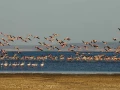 Paysage de Lac Abbé à Djibouti.