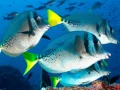 25 fonds marin mer de cortez amar guillen photographe