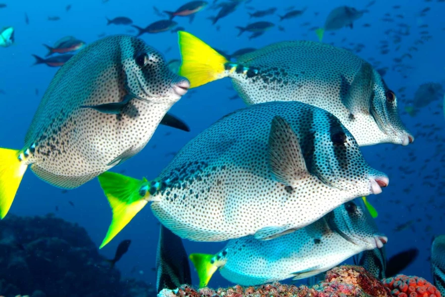 25 fonds marin mer de cortez amar guillen photographe