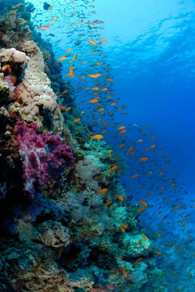 01 drop off safaga red sea egypt amar guillen photographer