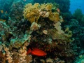02 drop off safaga red sea egypt amar guillen photographer