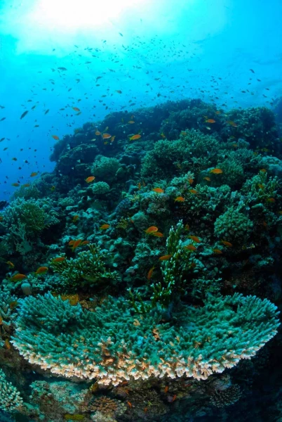 03 drop off safaga red sea egypt amar guillen photographer