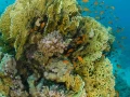 04 drop off safaga red sea egypt amar guillen photographer