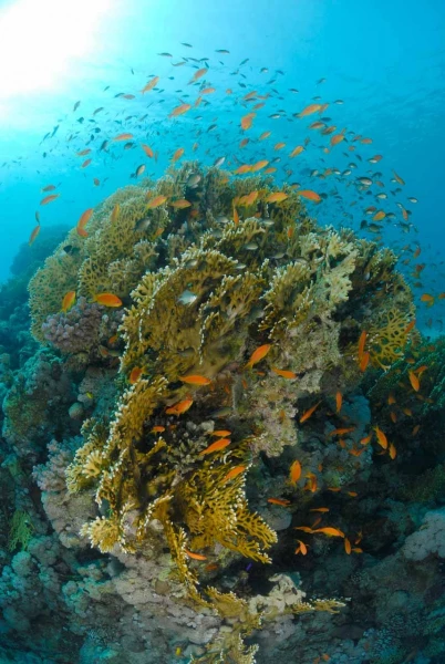 05 drop off safaga red sea egypt amar guillen photographer