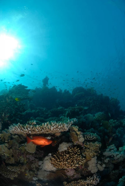 06 drop off safaga red sea egypt amar guillen photographer