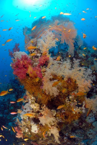 07 drop off safaga red sea egypt amar guillen photographer