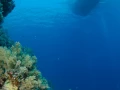 08 drop off safaga red sea egypt amar guillen photographer