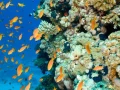 09 drop off safaga red sea egypt amar guillen photographer