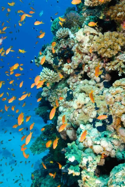 09 drop off safaga red sea egypt amar guillen photographer