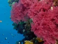 10 drop off safaga red sea egypt amar guillen photographer