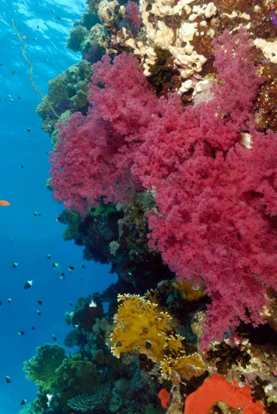 10 drop off safaga red sea egypt amar guillen photographer