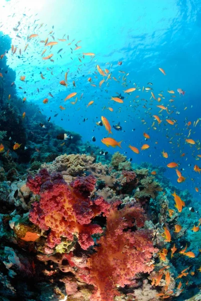 11 drop off safaga red sea egypt amar guillen photographer